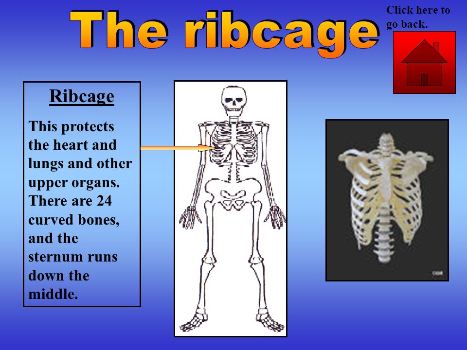 Ribcage This protects the heart and lungs and other upper organs.
