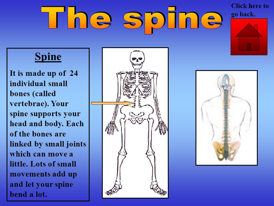 Spine It is made up of 24 individual small bones (called vertebrae).