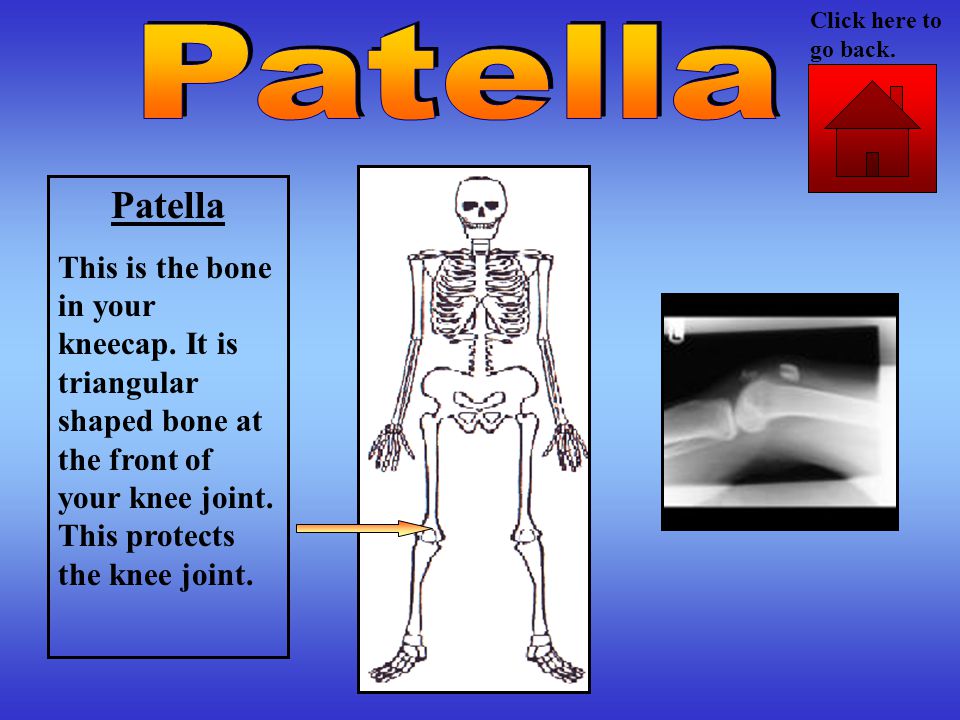 Patella This is the bone in your kneecap.