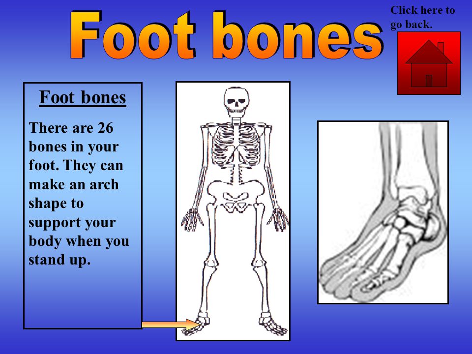 Foot bones There are 26 bones in your foot.