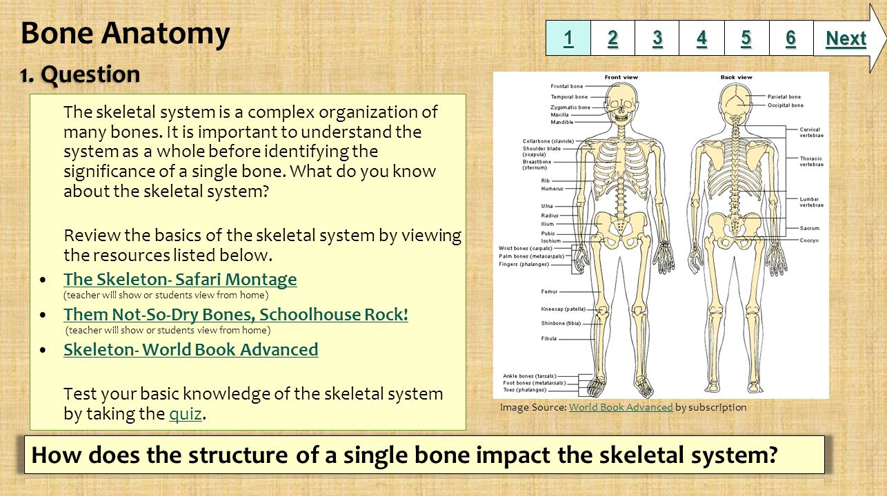 The skeletal system is a complex organization of many bones.