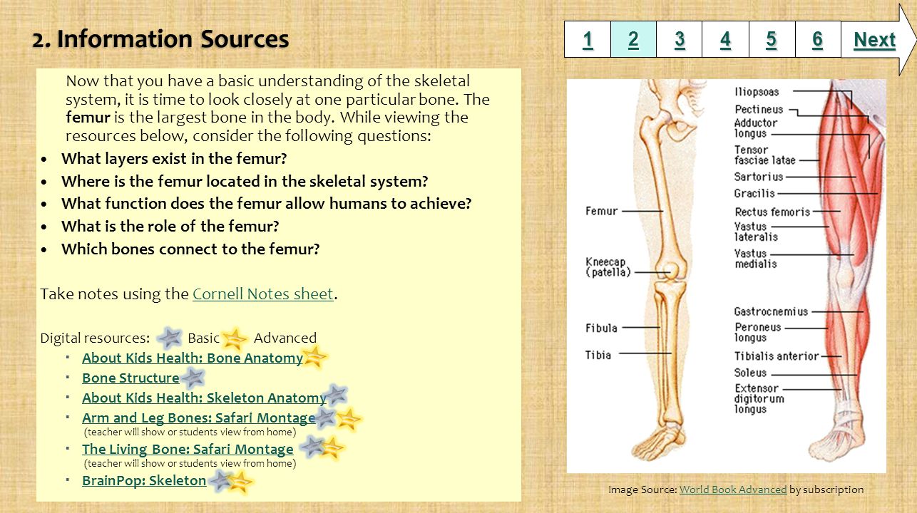 Now that you have a basic understanding of the skeletal system, it is time to look closely at one particular bone.