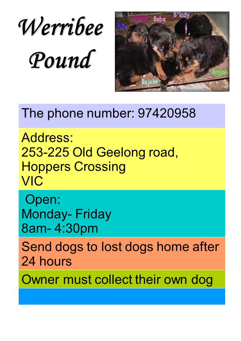 WerribeePound The phone number: Address: Old Geelong road, Hoppers Crossing VIC Open: Monday- Friday 8am- 4:30pm Send dogs to lost dogs home after 24 hours Owner must collect their own dog