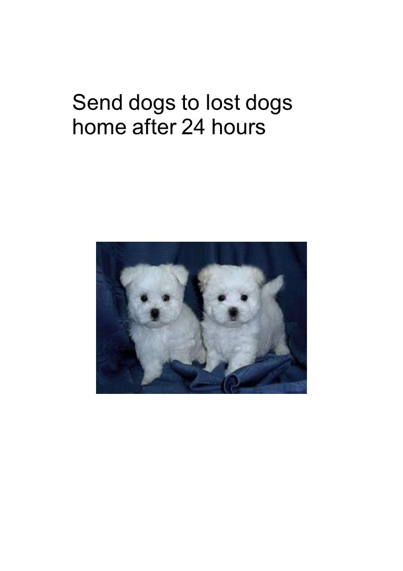 Send dogs to lost dogs home after 24 hours