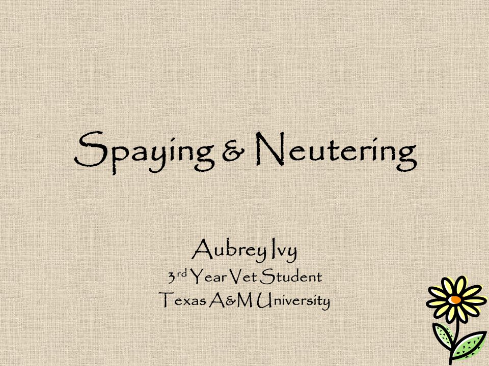 Spaying & Neutering Aubrey Ivy 3 rd Year Vet Student Texas A&M University