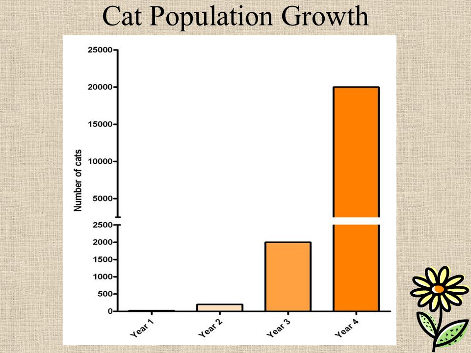 Cat Population Growth