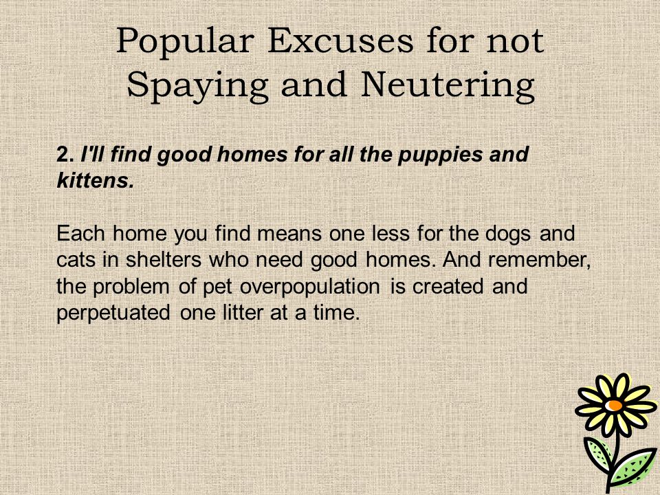 Popular Excuses for not Spaying and Neutering 2.