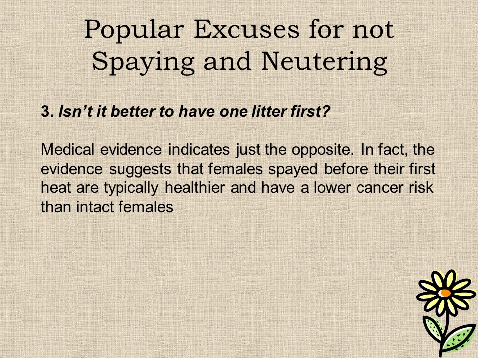 Popular Excuses for not Spaying and Neutering 3. Isn’t it better to have one litter first.