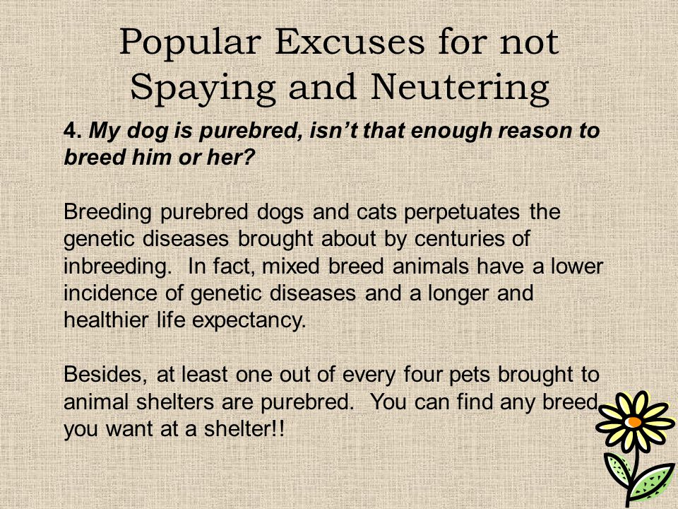 Popular Excuses for not Spaying and Neutering 4.