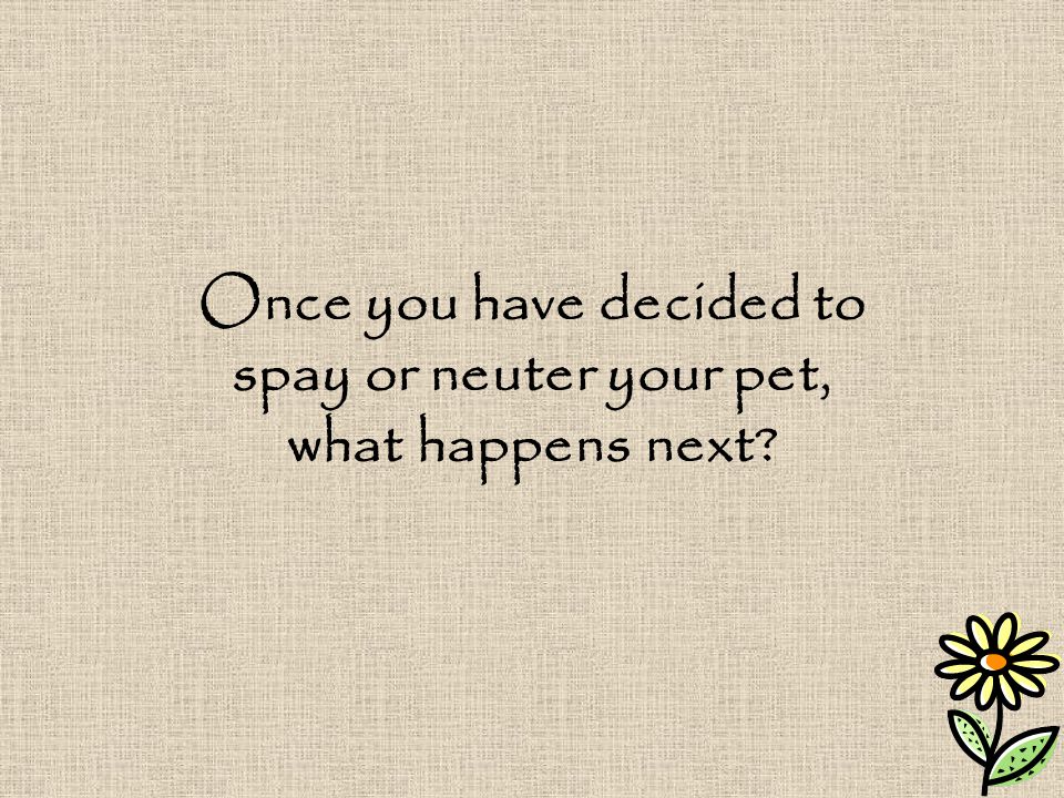 Once you have decided to spay or neuter your pet, what happens next