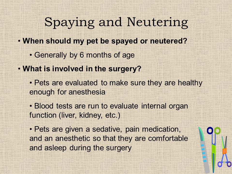 Spaying and Neutering When should my pet be spayed or neutered.
