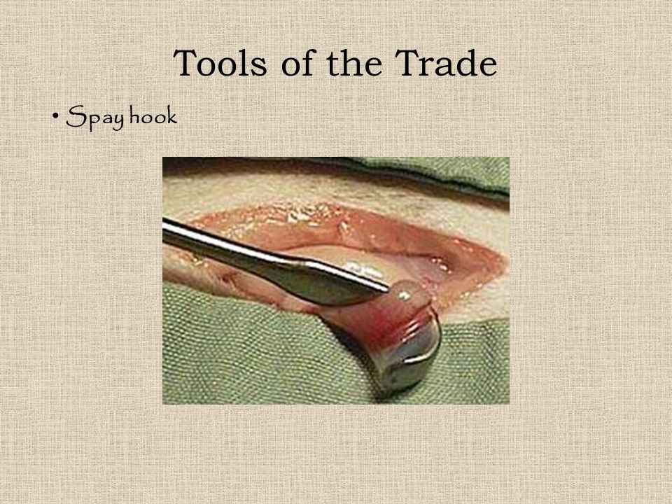 Tools of the Trade Spay hook