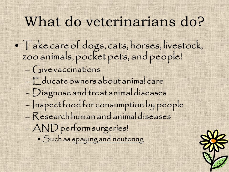 What do veterinarians do.