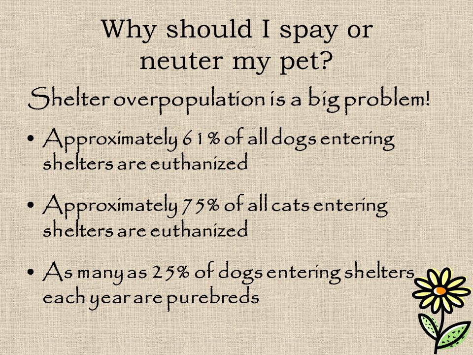 Why should I spay or neuter my pet.