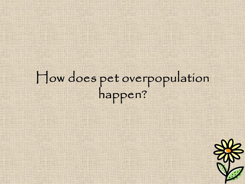 How does pet overpopulation happen