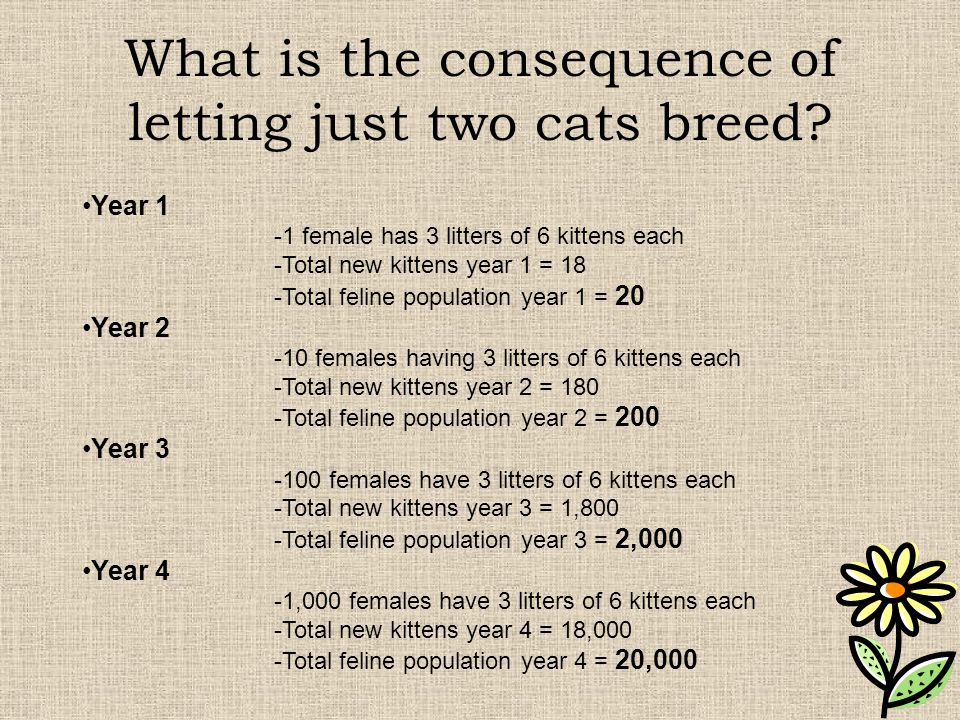 What is the consequence of letting just two cats breed.