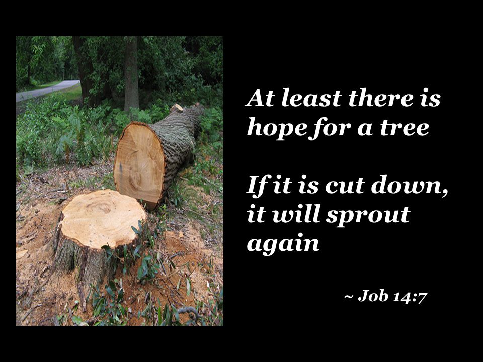 At least there is hope for a tree If it is cut down, it will sprout again ~ Job 14:7