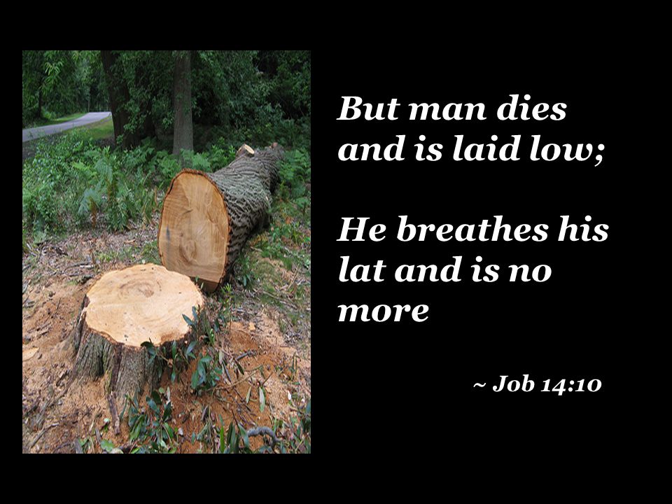 But man dies and is laid low; He breathes his lat and is no more ~ Job 14:10