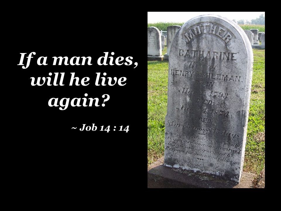 If a man dies, will he live again ~ Job 14 : 14