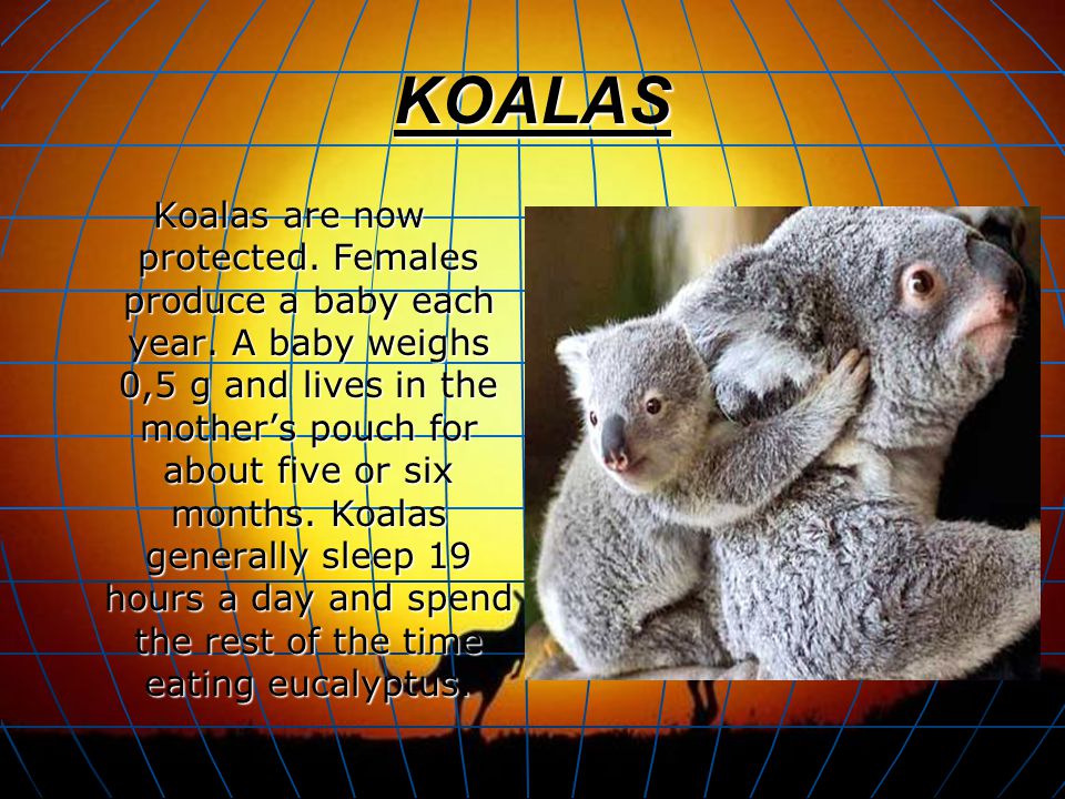 KOALAS Koalas are now protected. Females produce a baby each year.