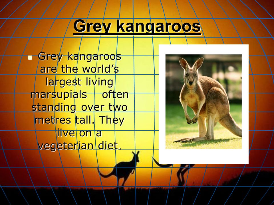 Grey kangaroos Grey kangaroos are the world’s largest living marsupialsoften standing over two metres tall.