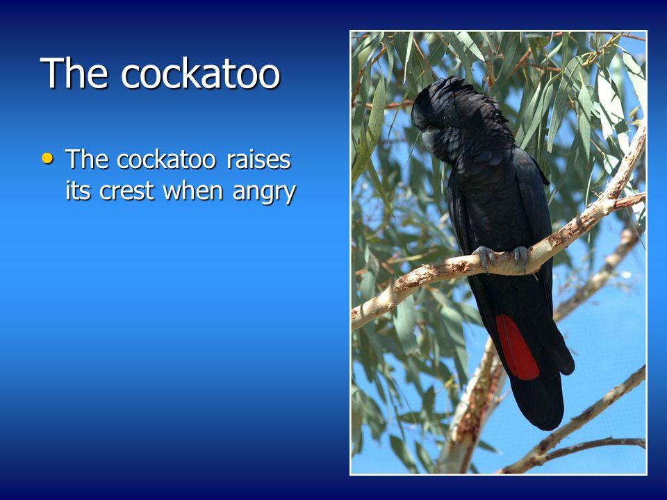 The cockatoo The cockatoo raises its crest when angry The cockatoo raises its crest when angry