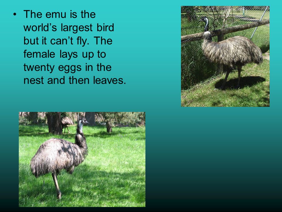 The emu is the world’s largest bird but it can’t fly.