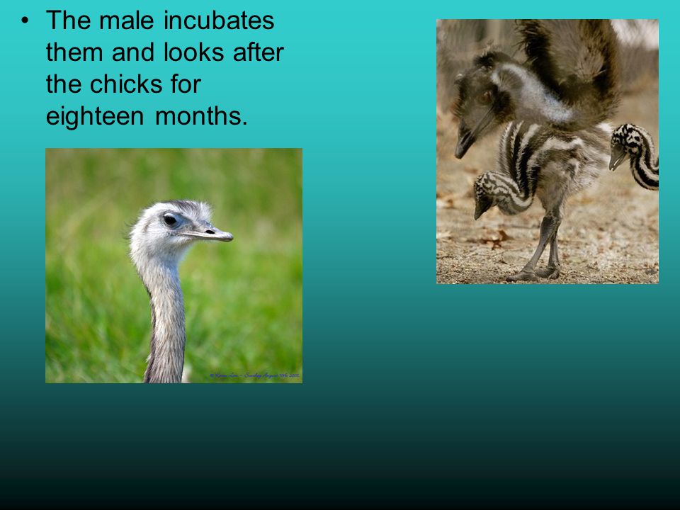 The male incubates them and looks after the chicks for eighteen months.