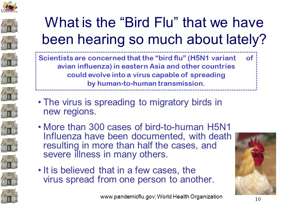 10 What is the Bird Flu that we have been hearing so much about lately.