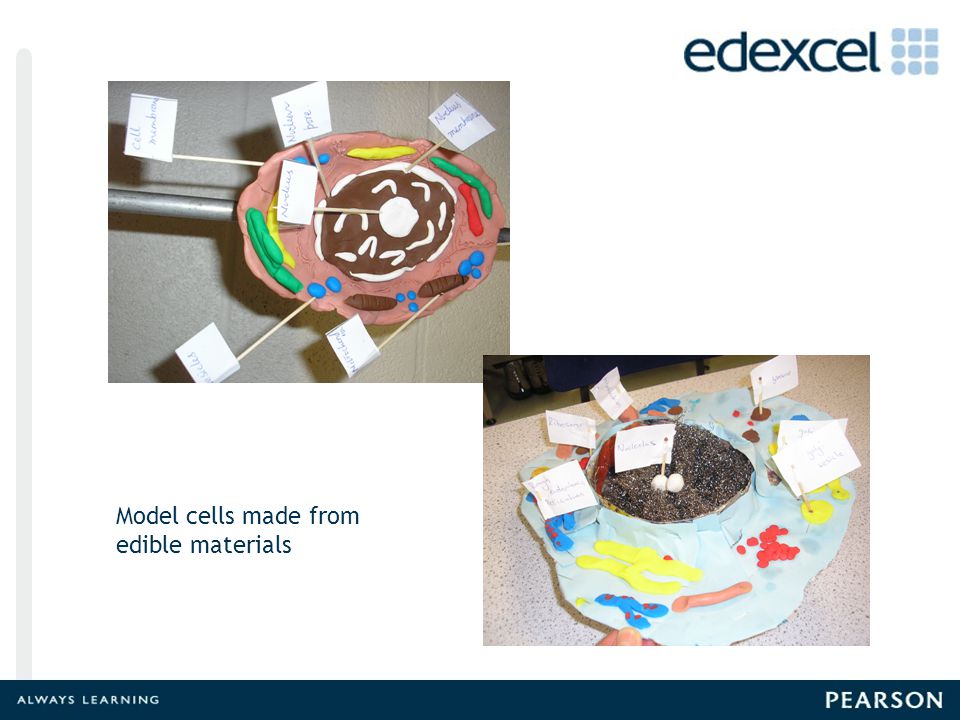 Model cells made from edible materials Model Cells