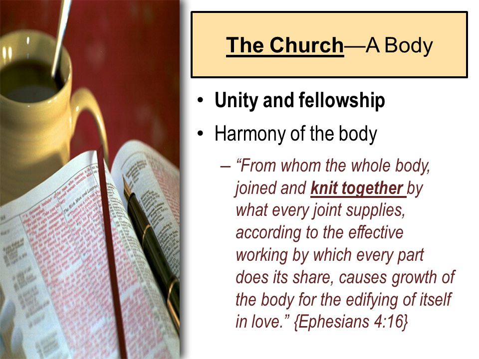 The Church—A Body Unity and fellowship Harmony of the body – From whom the whole body, joined and knit together by what every joint supplies, according to the effective working by which every part does its share, causes growth of the body for the edifying of itself in love. {Ephesians 4:16}
