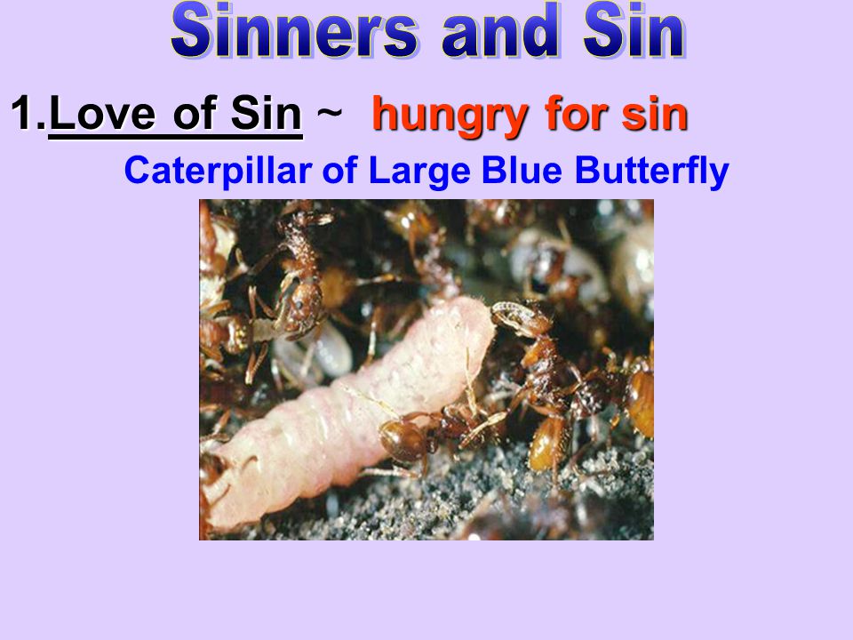 1.Love of Sinhungry for sin 1.Love of Sin ~ hungry for sin Caterpillar of Large Blue Butterfly