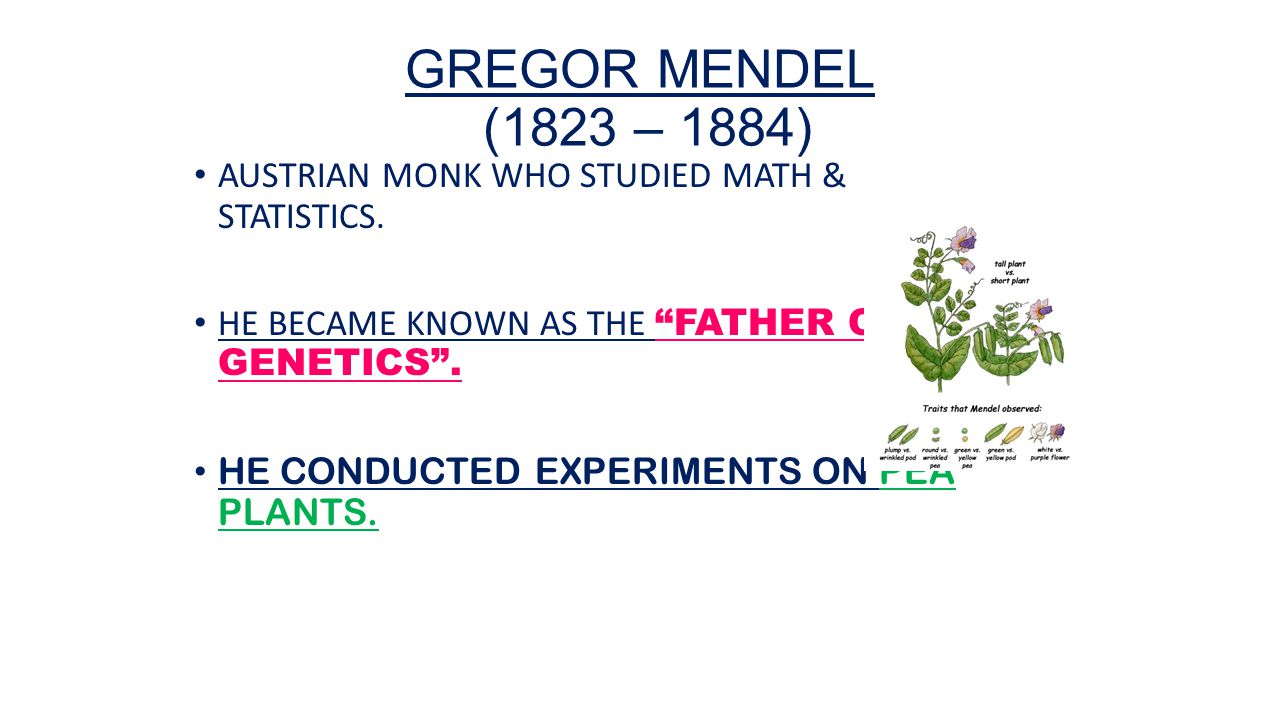 worksheet Gregor Mendel Worksheet wednesdaythursday 17 182015 agenda welcome back notes 4 gregor mendel