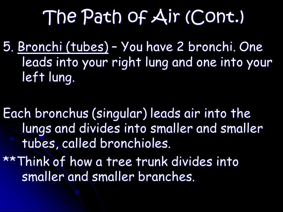 The Path of Air (Cont.) 5. Bronchi (tubes) – You have 2 bronchi.