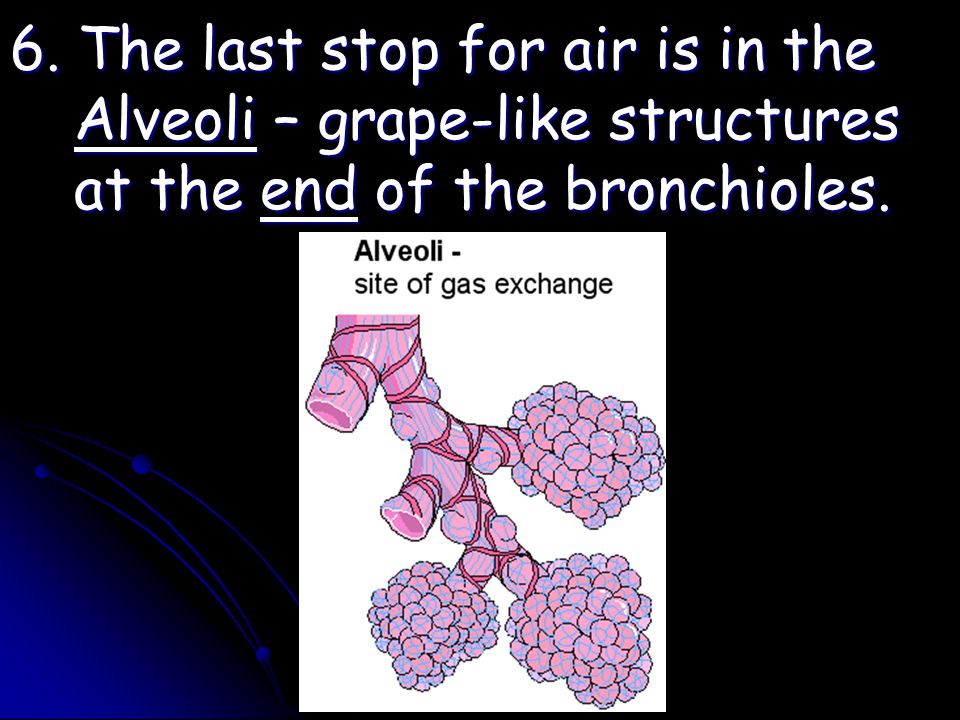 6. The last stop for air is in the Alveoli – grape-like structures at the end of the bronchioles.