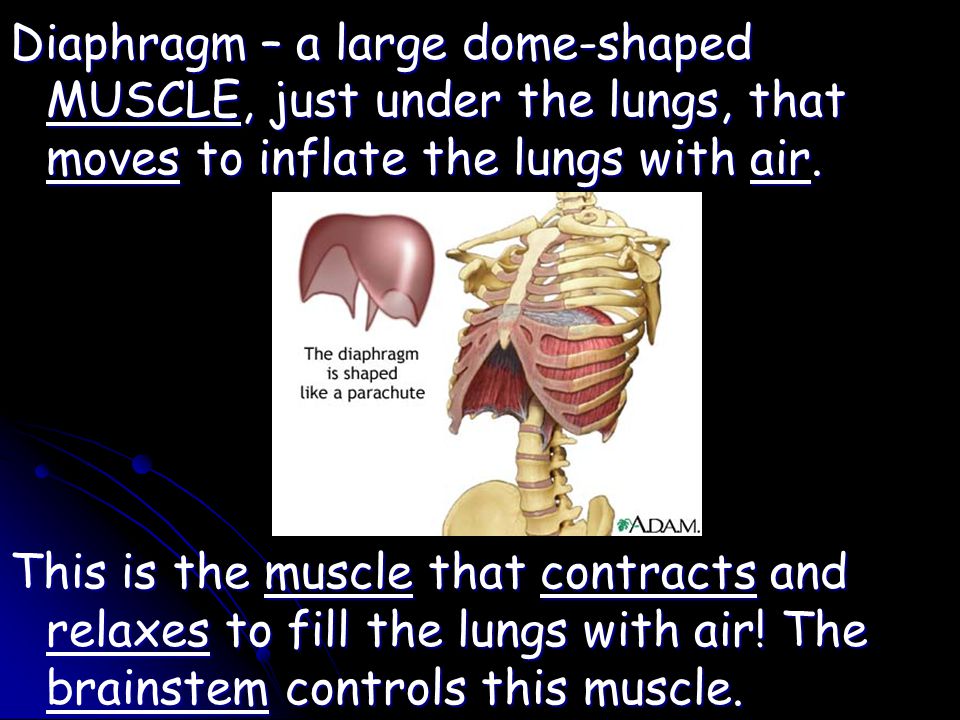 Diaphragm – a large dome-shaped MUSCLE, just under the lungs, that moves to inflate the lungs with air.
