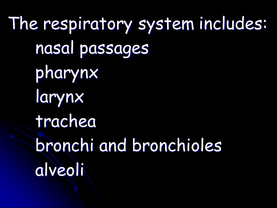 The respiratory system includes: nasal passages pharynxlarynxtrachea bronchi and bronchioles alveoli
