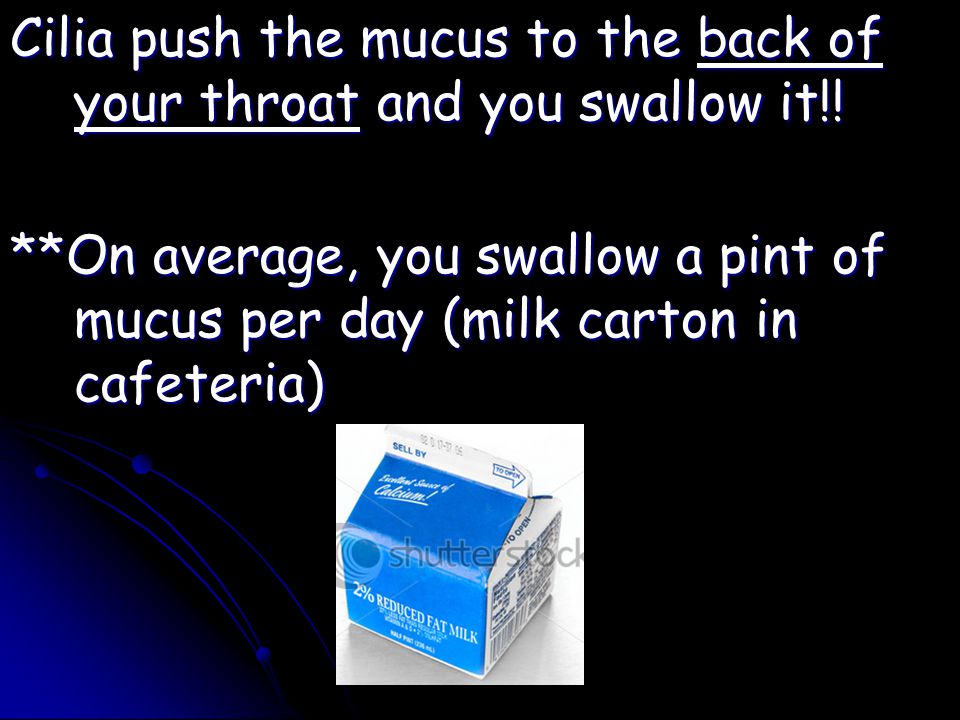 Cilia push the mucus to the back of your throat and you swallow it!.