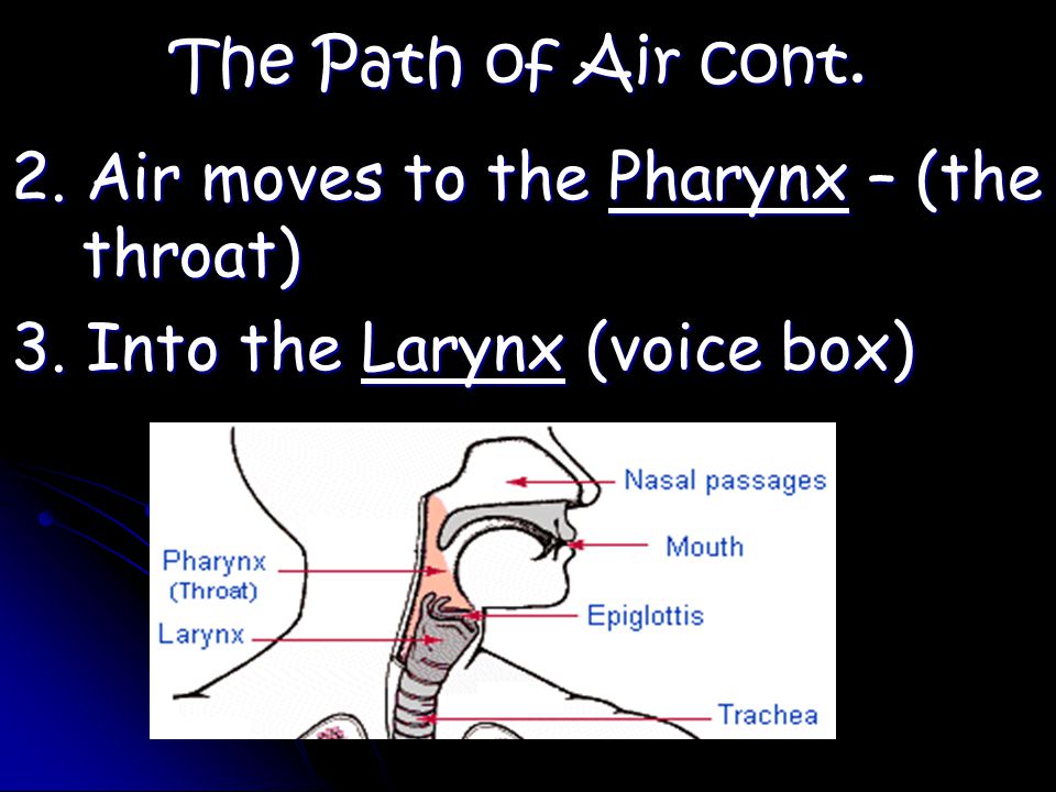 The Path of Air cont. 2. Air moves to the Pharynx – (the throat) 3. Into the Larynx (voice box)