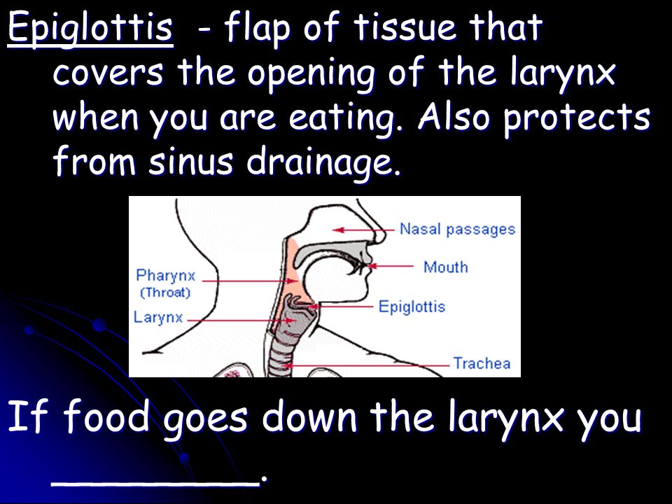 Epiglottis - flap of tissue that covers the opening of the larynx when you are eating.