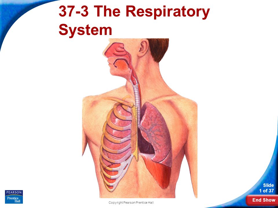 End Show Slide 1 of 37 Copyright Pearson Prentice Hall 37-3 The Respiratory System
