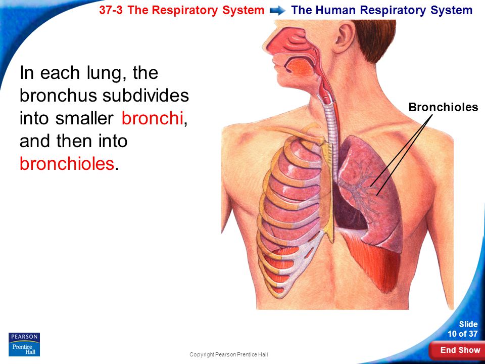 End Show 37-3 The Respiratory System Slide 10 of 37 Copyright Pearson Prentice Hall The Human Respiratory System In each lung, the bronchus subdivides into smaller bronchi, and then into bronchioles.