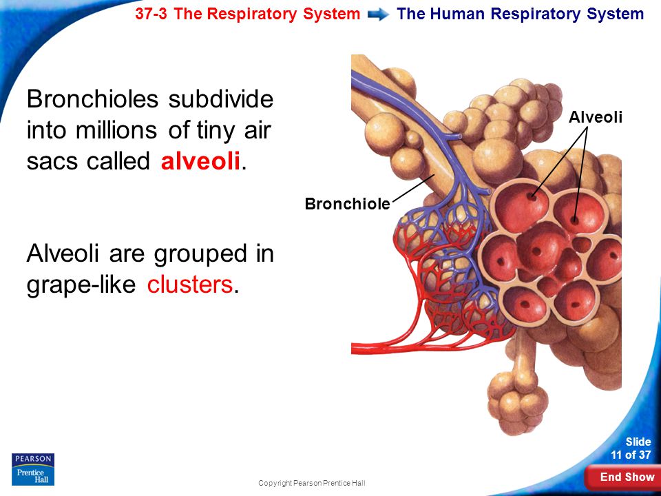 End Show 37-3 The Respiratory System Slide 11 of 37 Copyright Pearson Prentice Hall The Human Respiratory System Bronchioles subdivide into millions of tiny air sacs called alveoli.