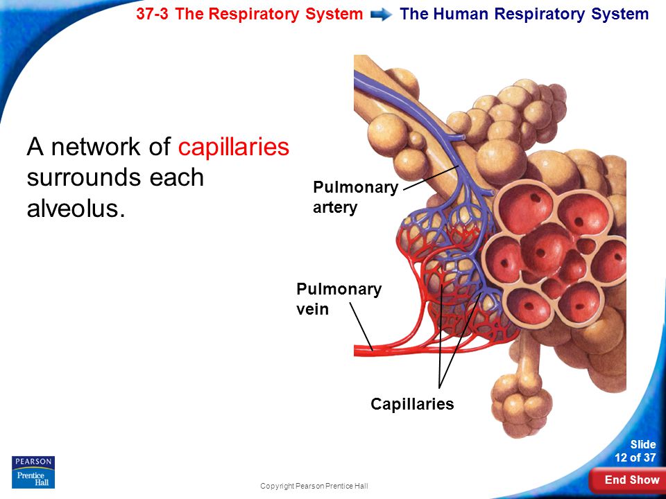 End Show 37-3 The Respiratory System Slide 12 of 37 Copyright Pearson Prentice Hall The Human Respiratory System A network of capillaries surrounds each alveolus.