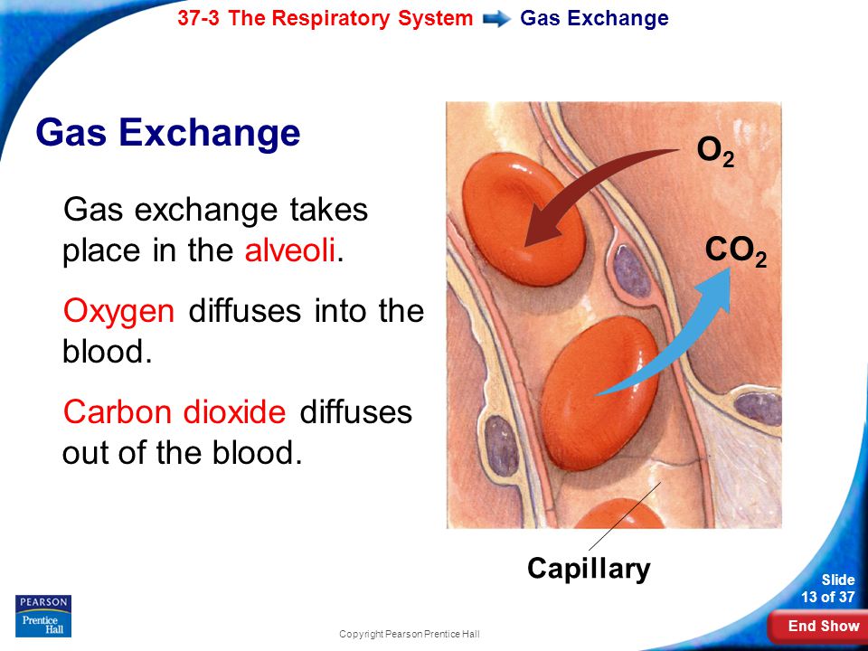 End Show 37-3 The Respiratory System Slide 13 of 37 Copyright Pearson Prentice Hall Gas Exchange Gas exchange takes place in the alveoli.