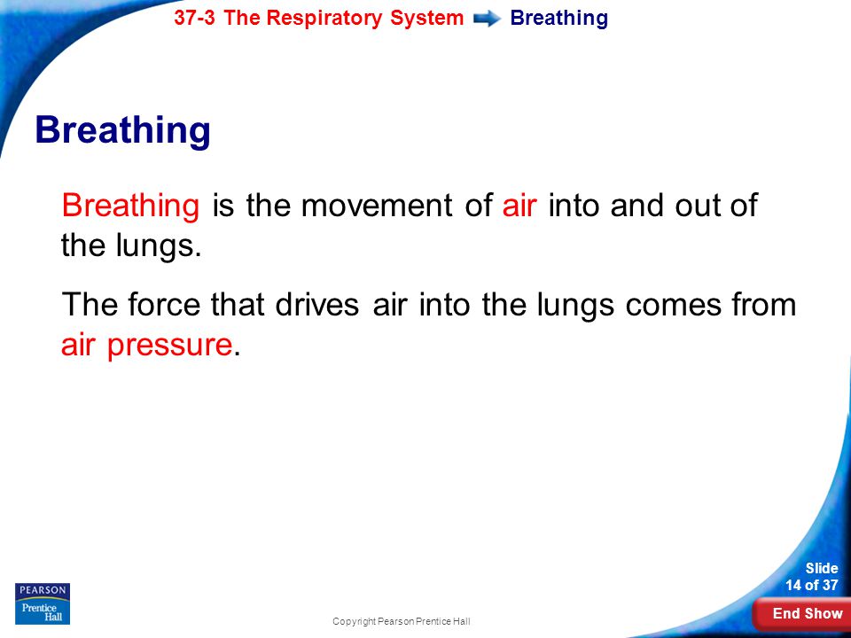 End Show 37-3 The Respiratory System Slide 14 of 37 Copyright Pearson Prentice Hall Breathing Breathing is the movement of air into and out of the lungs.