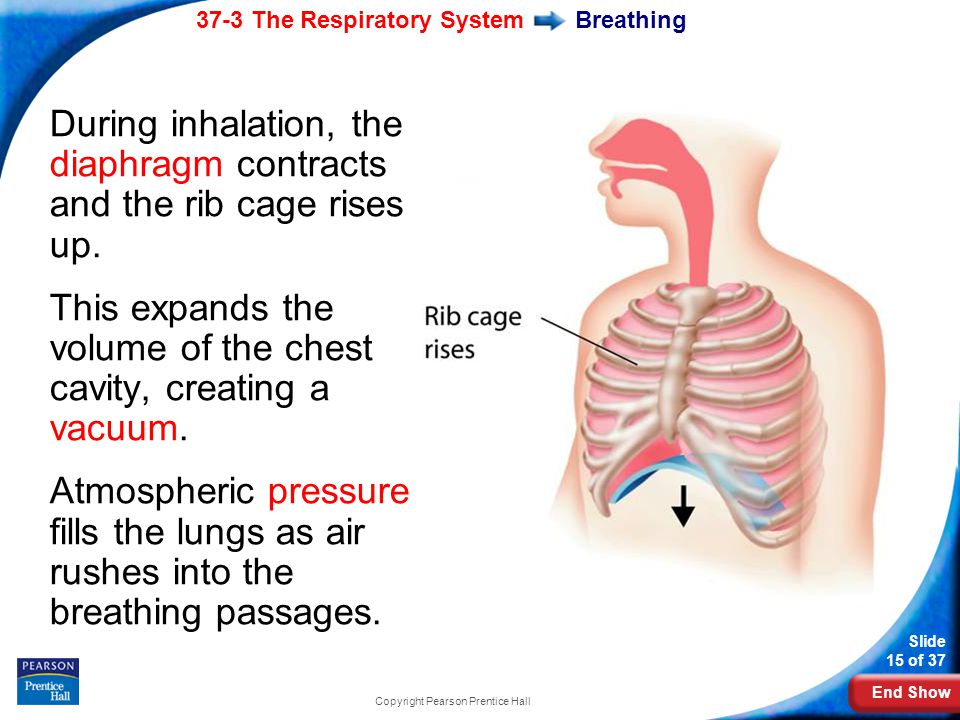 End Show 37-3 The Respiratory System Slide 15 of 37 Copyright Pearson Prentice Hall Breathing During inhalation, the diaphragm contracts and the rib cage rises up.