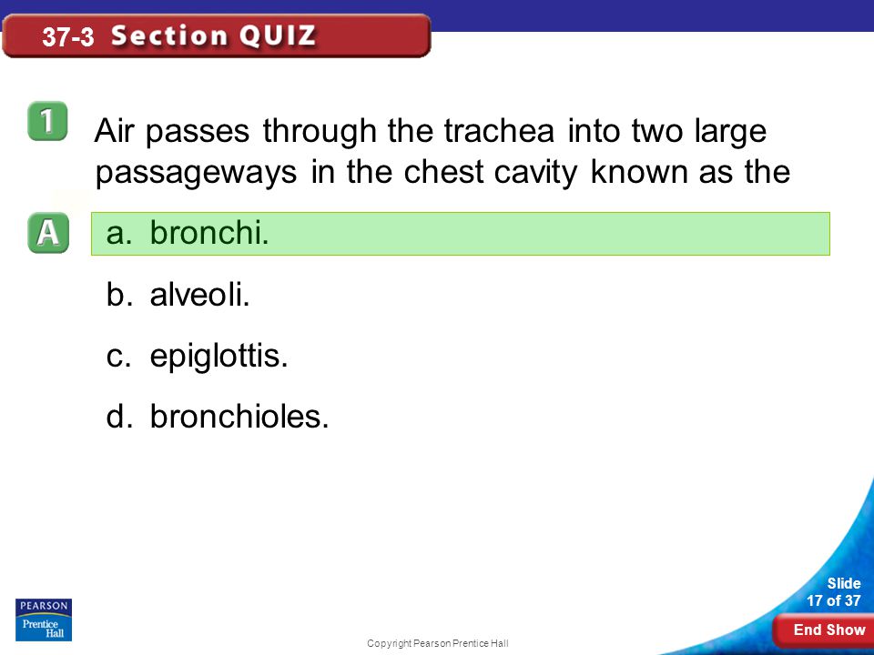 End Show Slide 17 of 37 Copyright Pearson Prentice Hall 37-3 Air passes through the trachea into two large passageways in the chest cavity known as the a.bronchi.