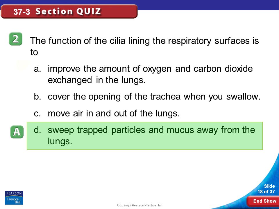 End Show Slide 18 of 37 Copyright Pearson Prentice Hall 37-3 The function of the cilia lining the respiratory surfaces is to a.improve the amount of oxygen and carbon dioxide exchanged in the lungs.