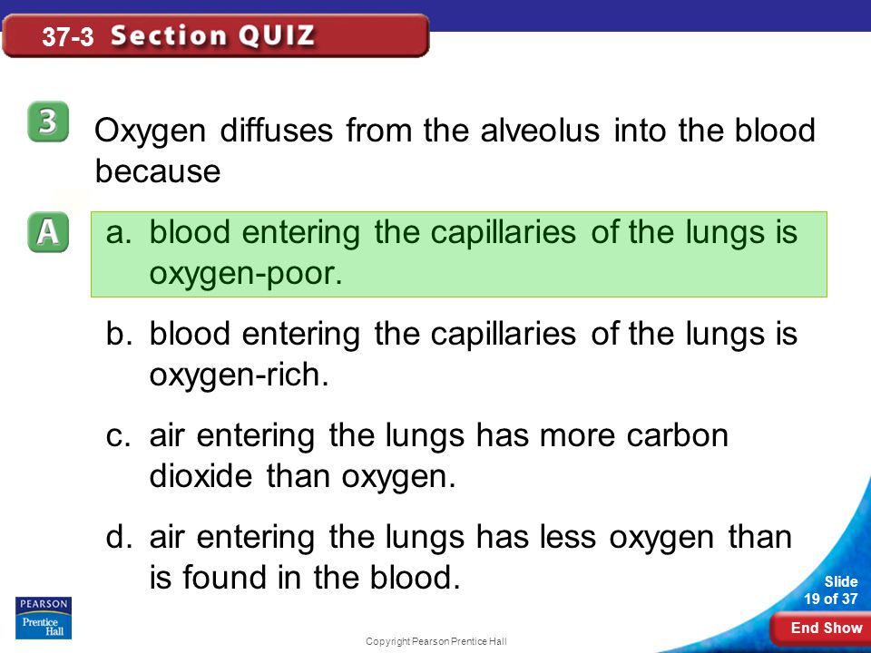 End Show Slide 19 of 37 Copyright Pearson Prentice Hall 37-3 Oxygen diffuses from the alveolus into the blood because a.blood entering the capillaries of the lungs is oxygen-poor.